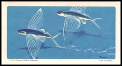 40 Flyingfish
